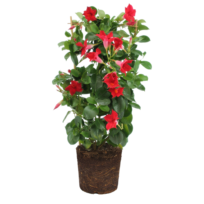 Mandevilla